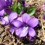 Purpleflower_Violet